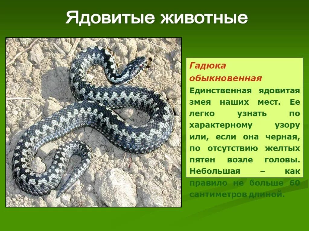 Какой тип питания характерен для гадюки. Обыкновенная гадюка - Vipera berus (Linnaeus, 1758). Змеи Ставропольского края. Ядовитое животное в России. Ядовитые животные в Раассие.