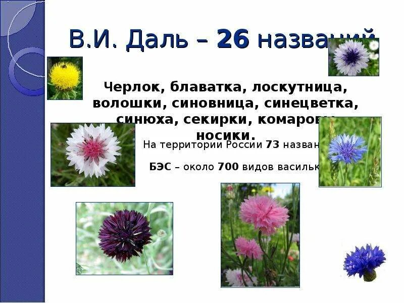 Слово Василек. Василек значение. Васильки значение. Что обозначает цветок Василек.