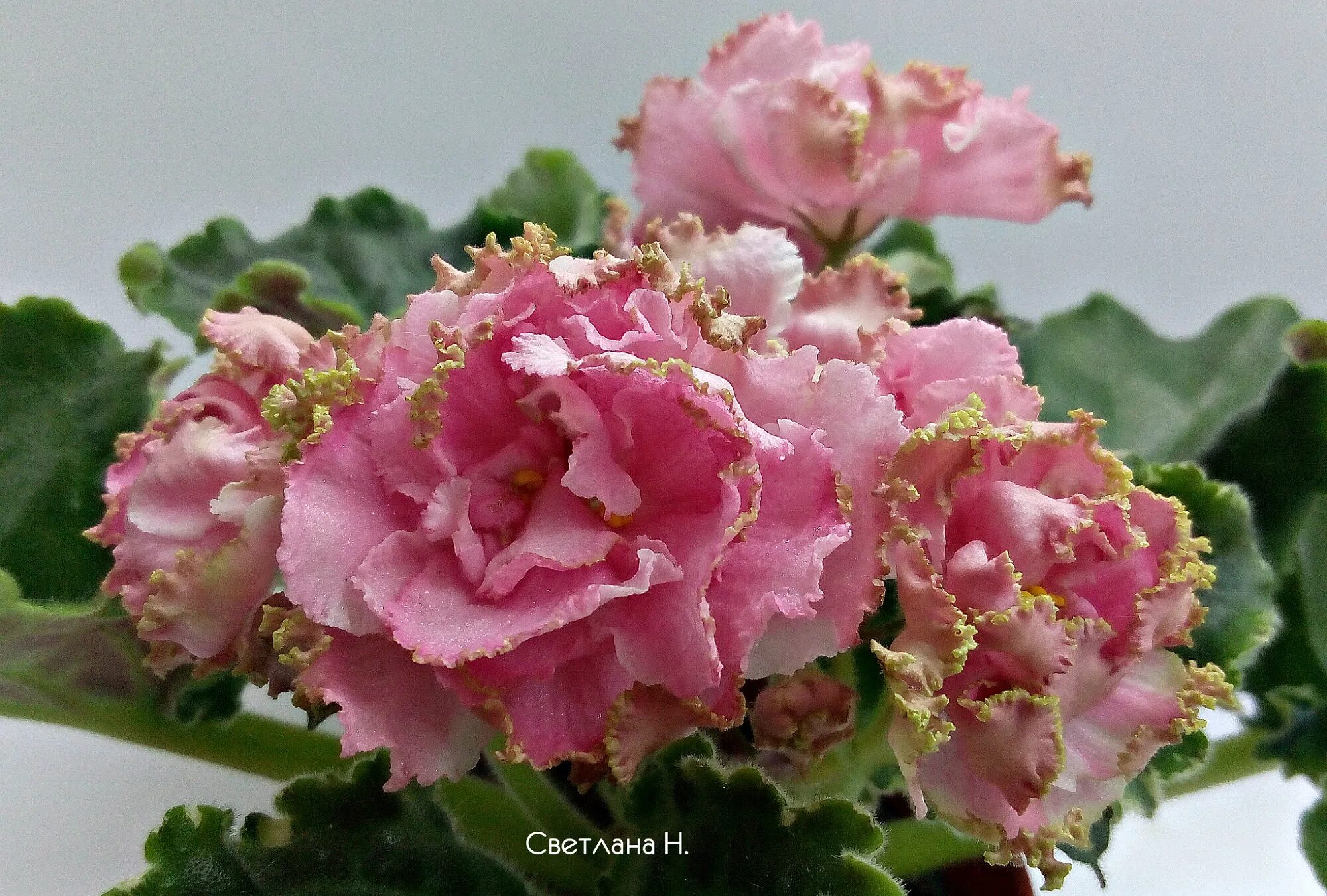 ле- ле- розовый мускат. ле розовое золото. ле розовое золото. фиалка звезда балета. сорт фиалки вера.