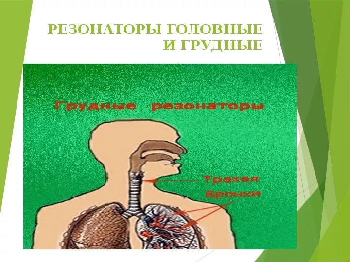 Нижние резонаторы. Резонаторы голосового аппарата. Головной и грудной резонаторы голосового аппарата. Резонаторы в голосовом аппарате человека. Верхние и нижние резонаторы голосового аппарата.