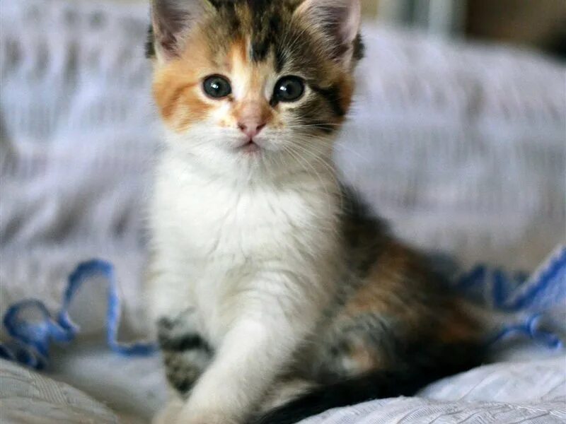 персидские котята воронеж. авито воронеж котята в добрые руки. авито воронеж котята в добрые руки. кот и пес балаково одноклассники котята на пристройства. авито кошки и для кошек.