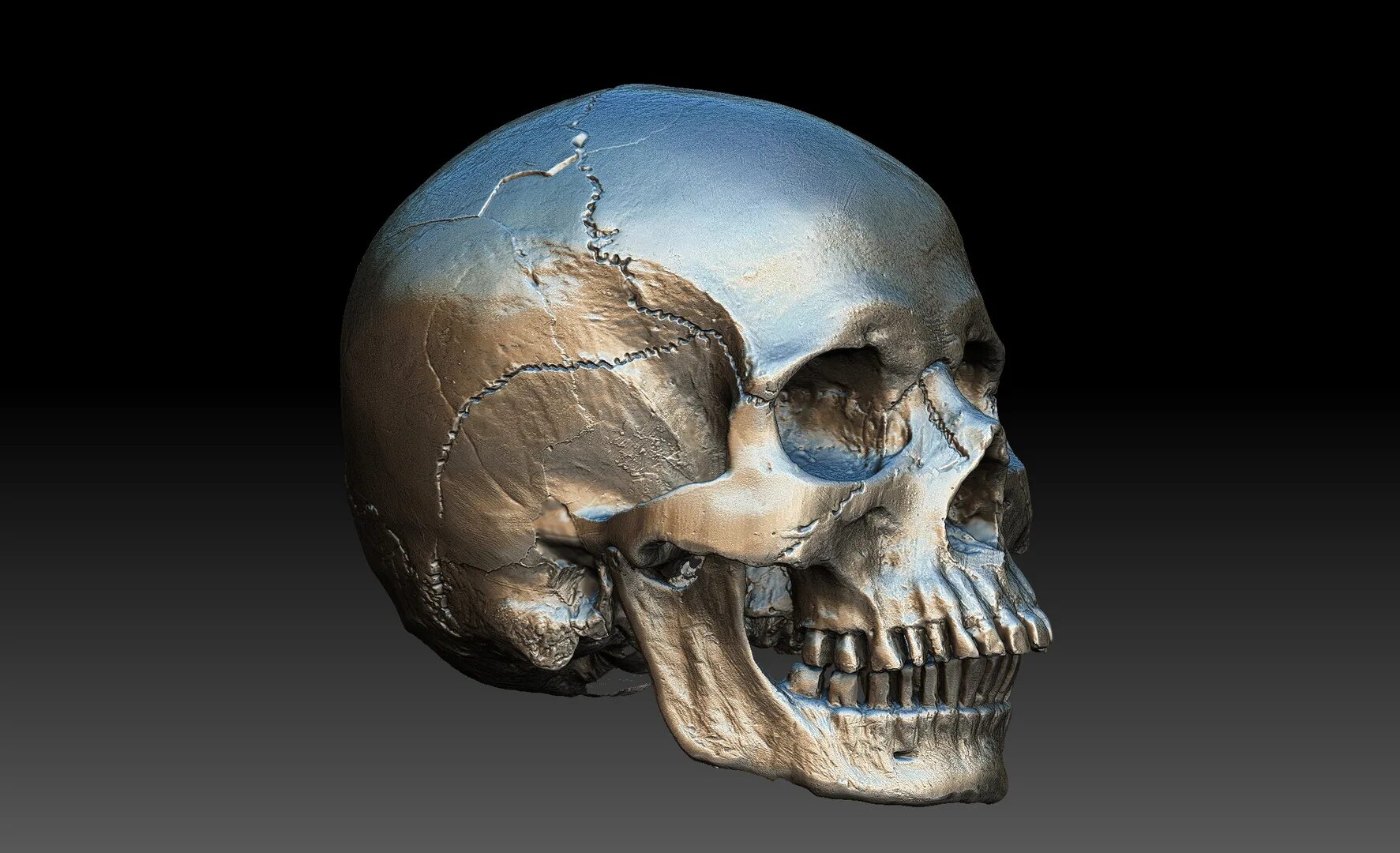 Череп 2 3. Череп 3д. &quot;череп 3d&quot; da147. череп 3в анатомия.