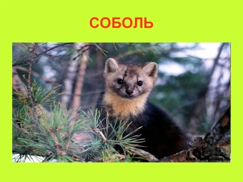 Соболь животное обитающее в природной. Сибирский баргузинский соболь. баргузинский заповедник тайга. баргузинский заповедник в сибири. баргузинский соболь доклад.