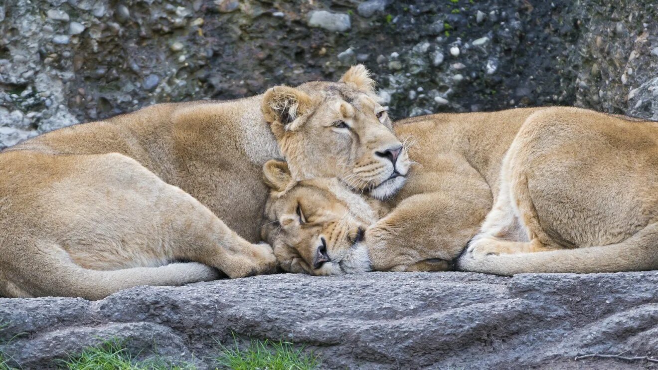 лев львица и львенок любовь. Lev lieben. прайд львиц. влюбленные львы. Lev lieben.