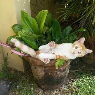 Cat plants