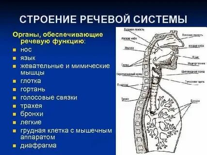 Какие системы обеспечивают речь