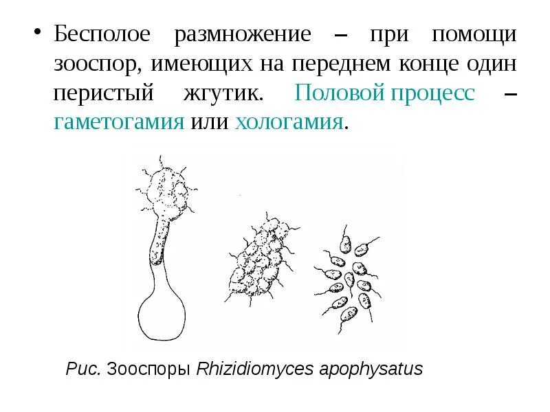 Размножается при помощи зооспор. Зооспоры у водорослей. размножение при помощи зооспор. зооспора это в биологии. строение зооспоры.