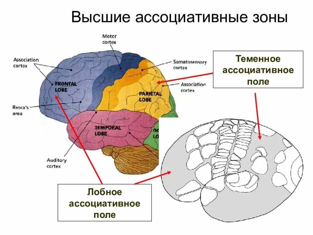 Ассоциативные зоны коры больших. Ассоциативные зоны коры больших полушарий головного мозга. Ассоциативная зона коры головного мозга функции. Функции ассоциативной теменной коры.