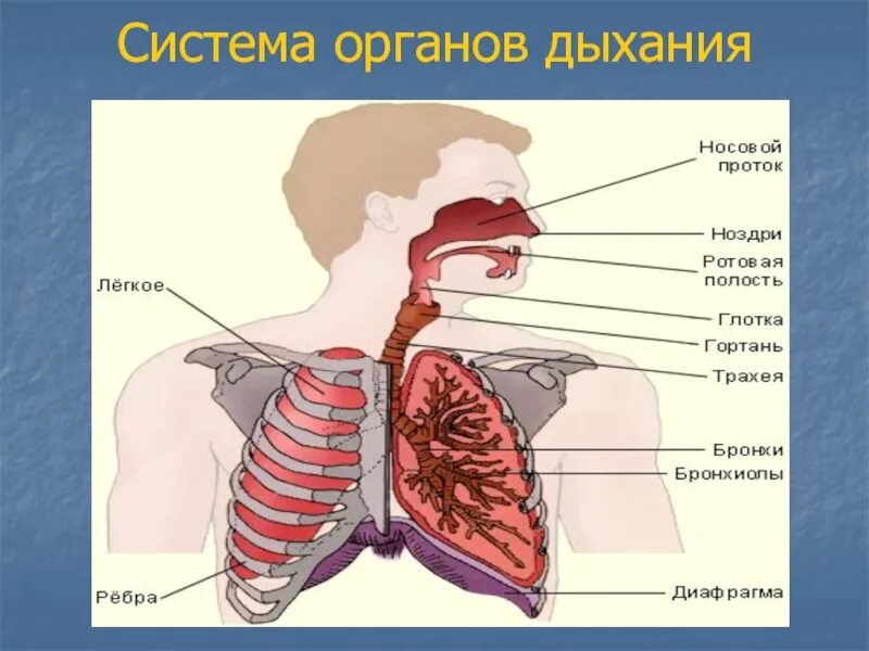 Система кровообращения органов дыхания. Физиология дыхательной системы. физиологическая система дыхания. система дыхания физиология. физиология органов дыхания человека.