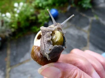 Hand snail