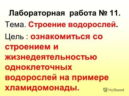 Общая характеристика водорослей лабораторная работа