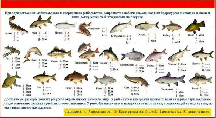 Когда можно ловить в московской области. Размеры рыб. Нормы и Размеры вылова рыбы. Разрешённый размер вылавливаемой рыбы. Размеры рыб для вылова.