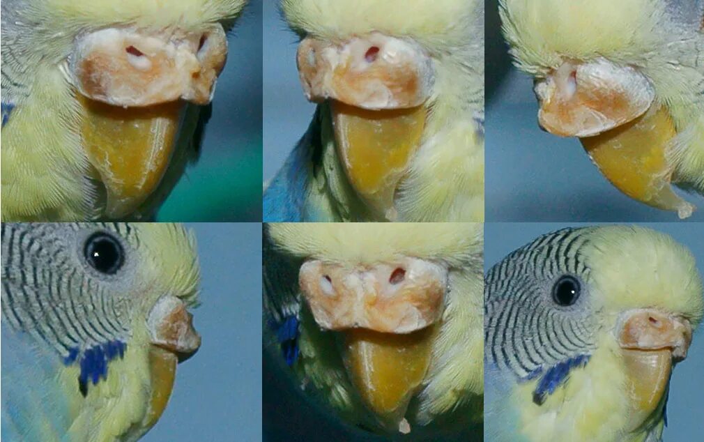 Какая болезнь попугаев. Кнемидокоптоз у волнистого попугая. Чесоточный клещ (Кнемидокоптоз). Мегабактериоз волнистых попугаев. Чешуйчатый волнистый попугай.