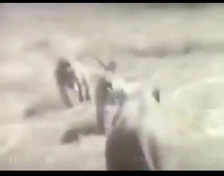 Обезьяны на кабане видео. Обезьяна на кабане. обезьяна верхом на кабане. обезьяны убегают на кабане. мартышка на кабане.