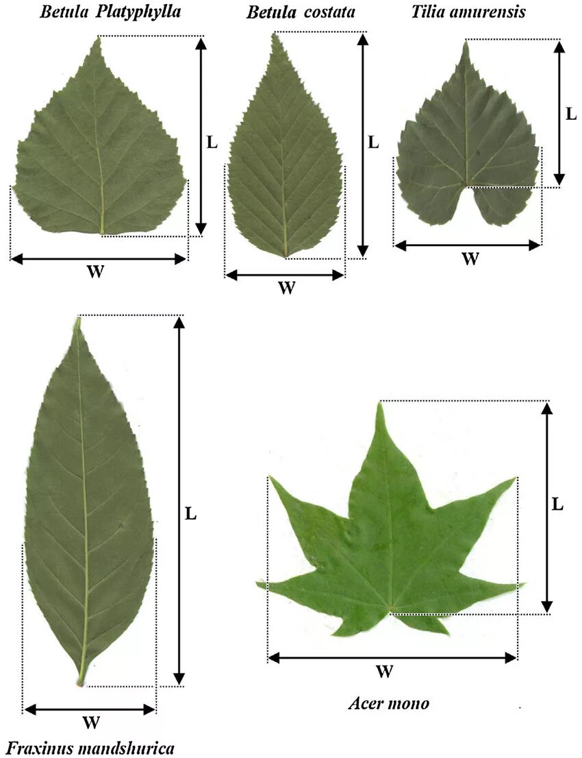 Ф точка лист. Leaf diagram. Удельная листовая поверхность specific Leaf area. Species Fraxinus leaves. Leaf Rag Размеры.