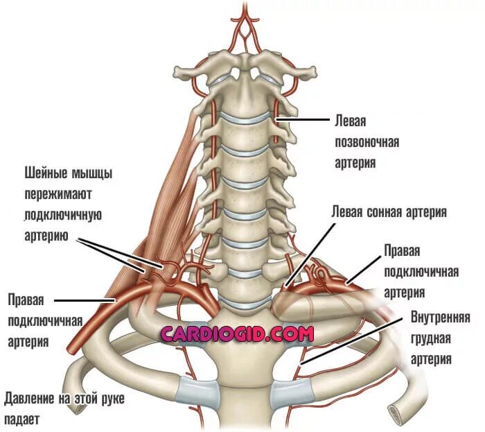 Разница ад на руках. Ветви подключичной артерии анатомия. Анатомия сосудов подключичная артерия. Ветви подключичной артерии схема. Позвоночная артерия анатомия ветви.