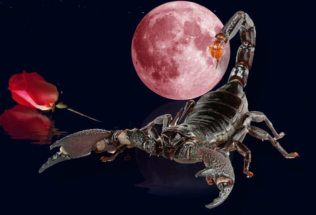Скорпион январь 2025 перл. Скорпион. скорпион картинки красивые. красный скорпион. картинки скорпиона на аватарку.