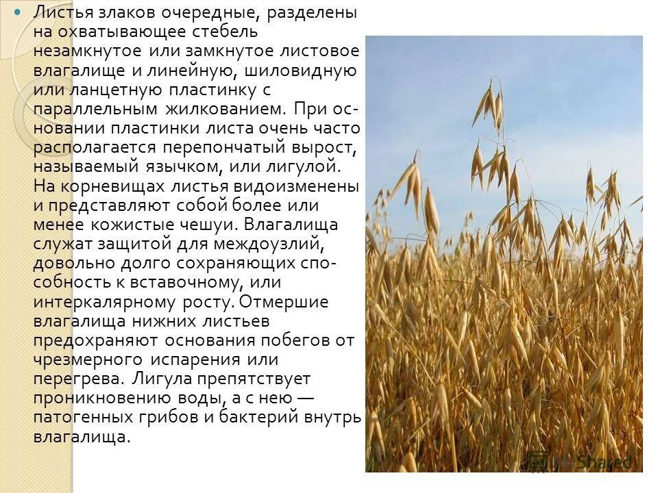 Семейство злаковые стебель и лист. Интеркалярная меристема в листьях. Строение растений семейства злаковых. Влагалищный тип листа. Стебель злаковых растений поперечный срез.