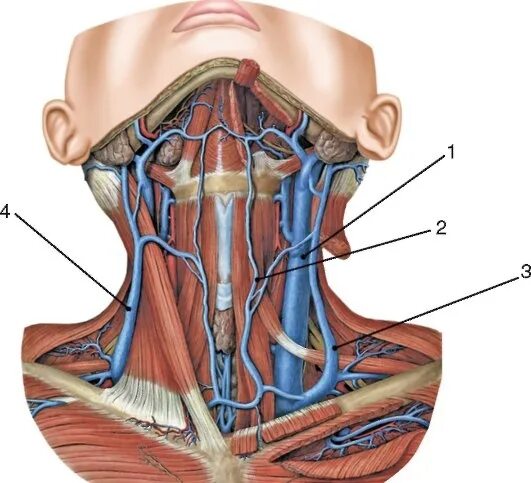 Яремная артерия где находится. Сонная артерия и яремная Вена. Внутренняя Сонная артерия и внутренняя яремная Вена. Внутренняя яремная Вена анатомия.