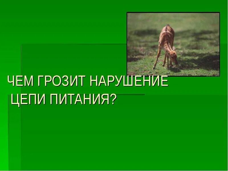 Чем грозит невыполнение. Нарушение цепи питания. Нарушение пищевой Цепочки. Причины нарушения цепей питания. Составить цепь питания 5 класс.