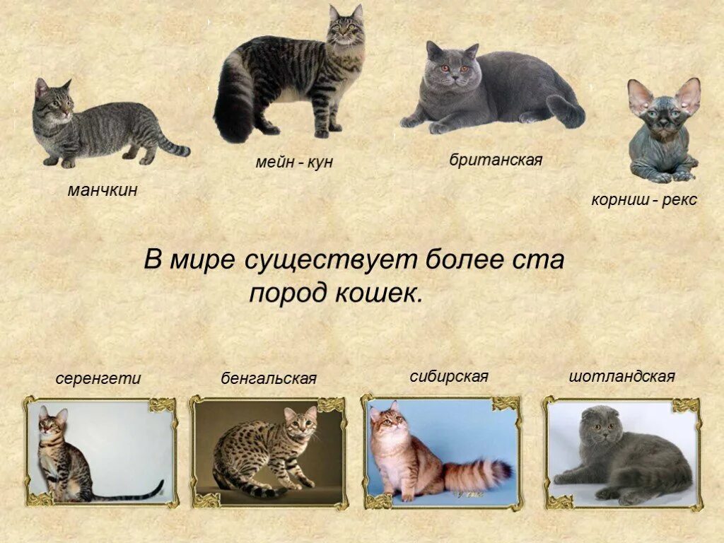 Кошка окружающий мир 2 класс. Проект породы кошек. Проект про кошек. Породы кошек презентация. Породы домашних животных кошки.