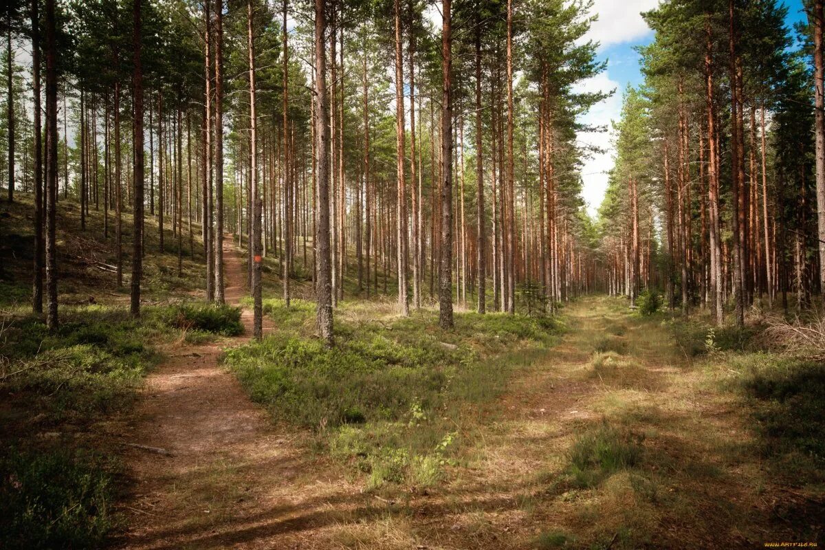 сестрорецк сосны. сосно сосновый бор белоруссия. сосновый бор в подмосковье лес. сосна обыкновенная сосна лесная. сосна обыкновенная россия.