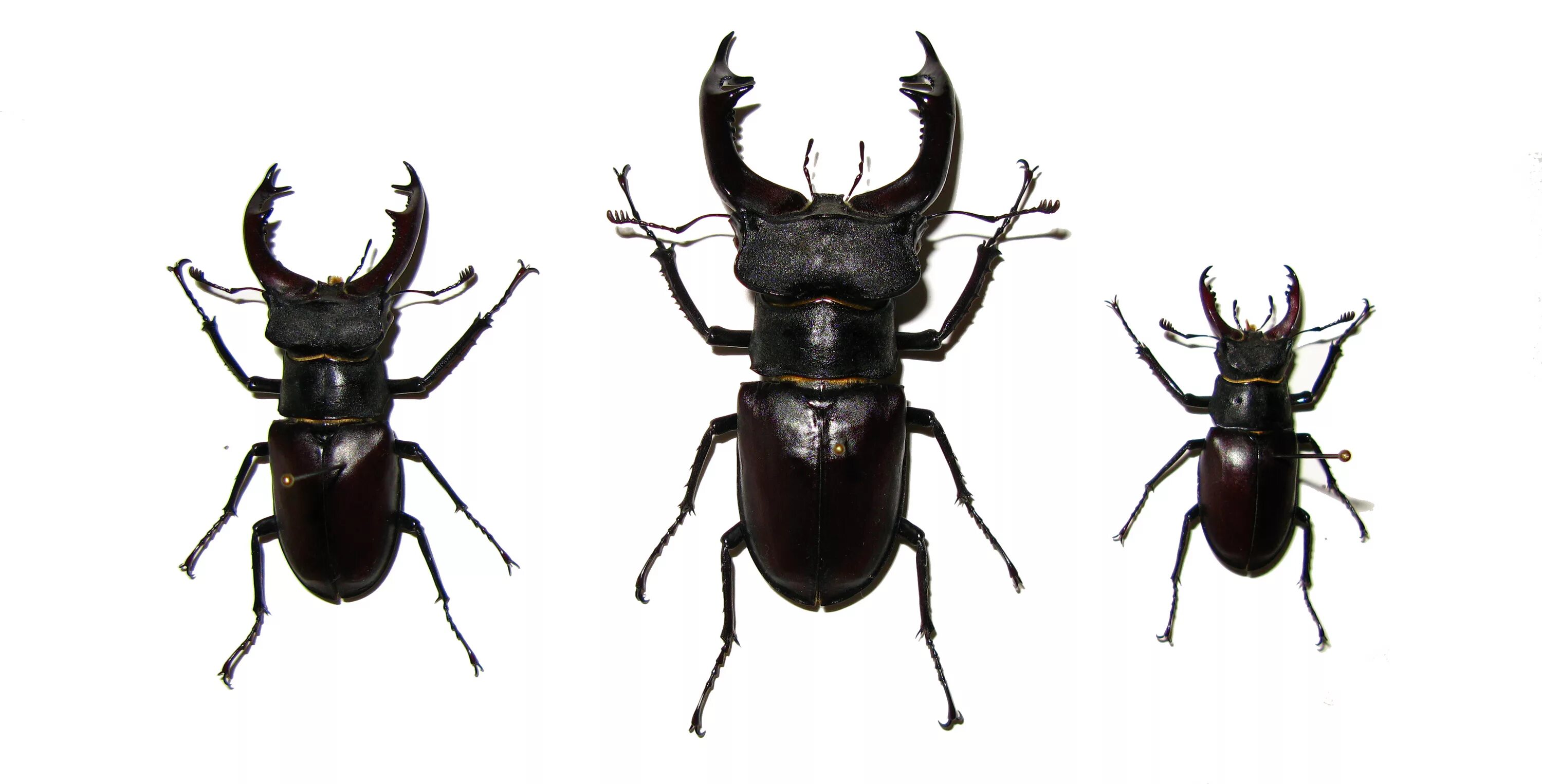 Тип развития жук олень. Жук-олень красная книга. Жук олень рогач. Тип развития жук олень. Жук рогач описание.