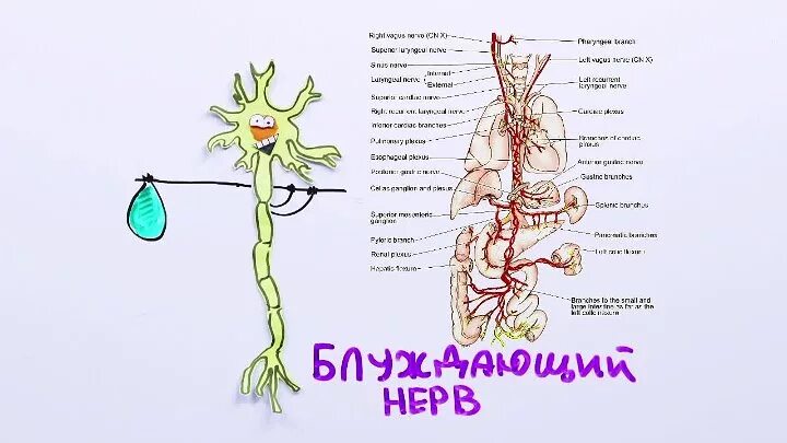 Блуждающий нерв в теле. Функции блуждающего нерва в организме человека. Блуждающий нерв схема пути. Ушная ветвь блуждающего нерва иннервирует.