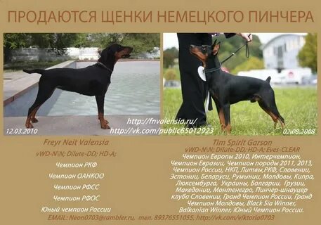 Пинчер описание