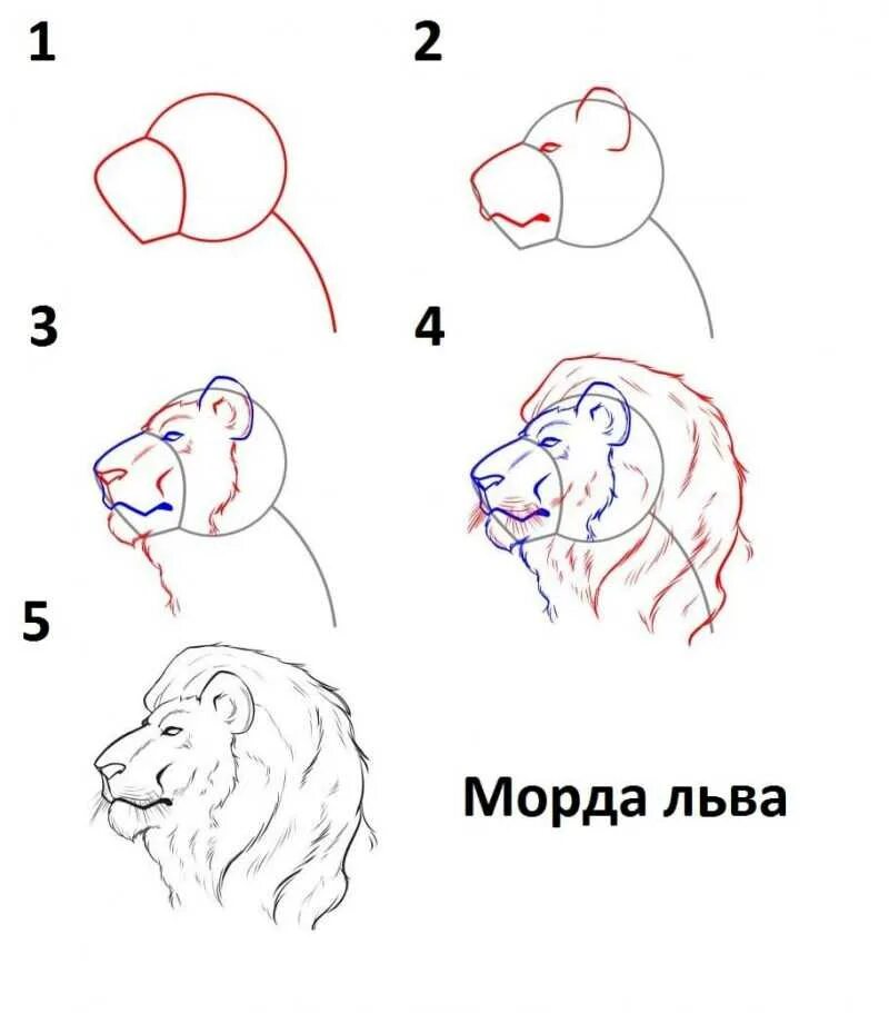 Покажи как поэтапно нарисовать. Как нарисовать Льва сбоку. Как рисовать Льва. Как рисовать Льва поэтапно. Рисунок Льва для срисовки.