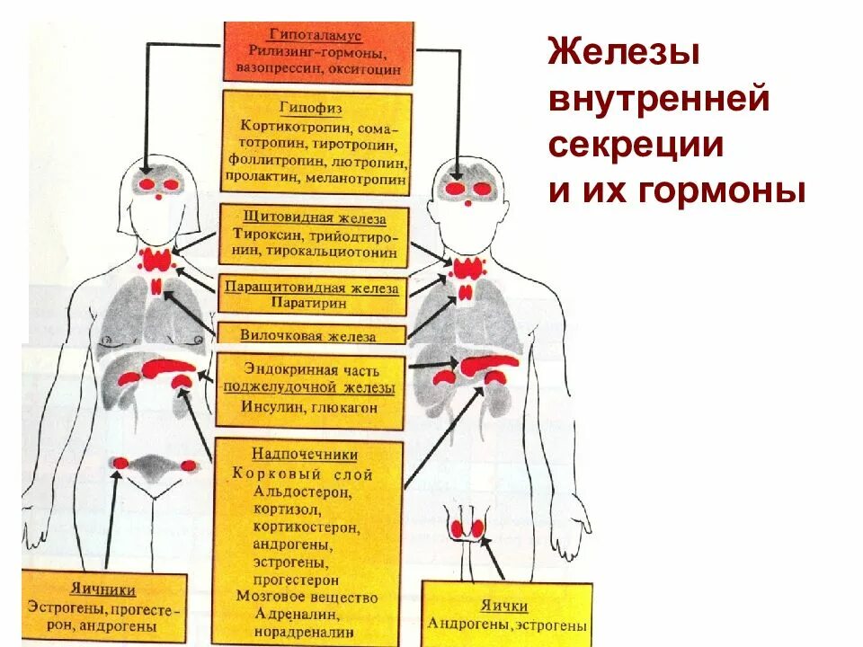 Выделяемые железами внутренней секреции. Эндокринная система железы внутренней секреции и их гормоны. железы внутренней секреции секретируемые гормоны. гормоны выделяются железами внутренней секреции внешней секреции. .система желез внутренней секреции. функции.