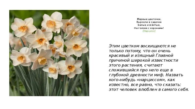 Самые красивые кто растит цветочки песня плюс. Самые красивые кто растит цветочки песня плюс. Самые красивые кто растит цветочки песня плюс. Самые красивые кто растит цветочки песня плюс. Цветы цветочки текст.