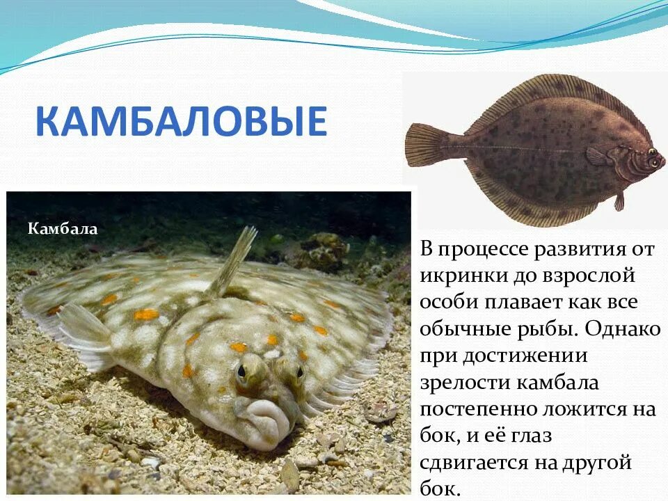 Тип окраски камбалы и ее значение. Тип окраски камбалы и ее значение