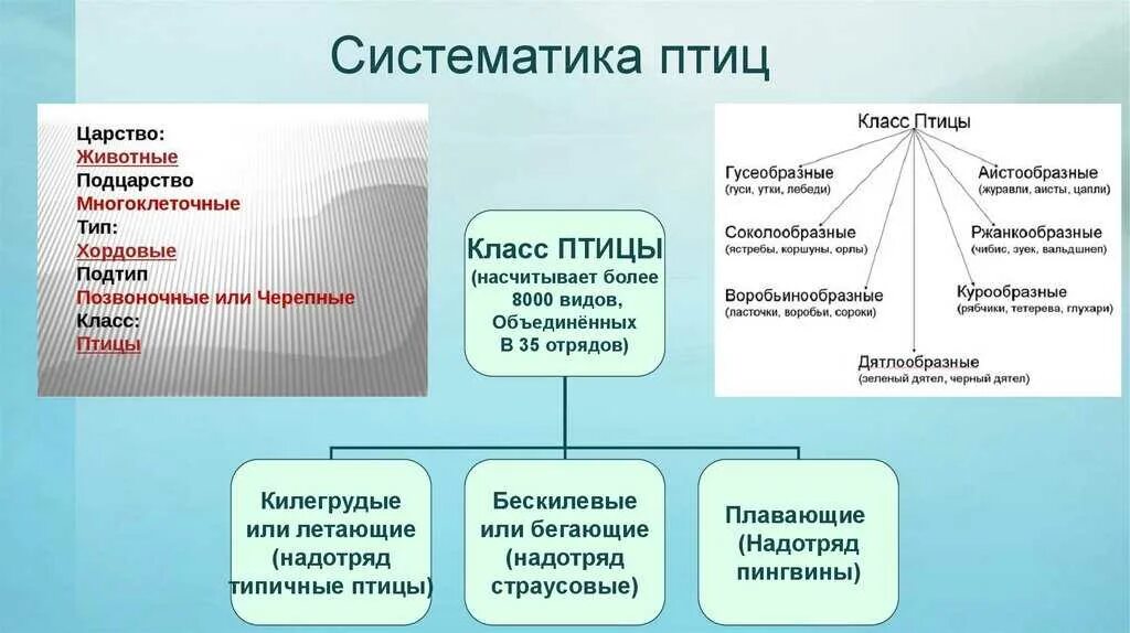 Систематический образ это. Систематический образ это