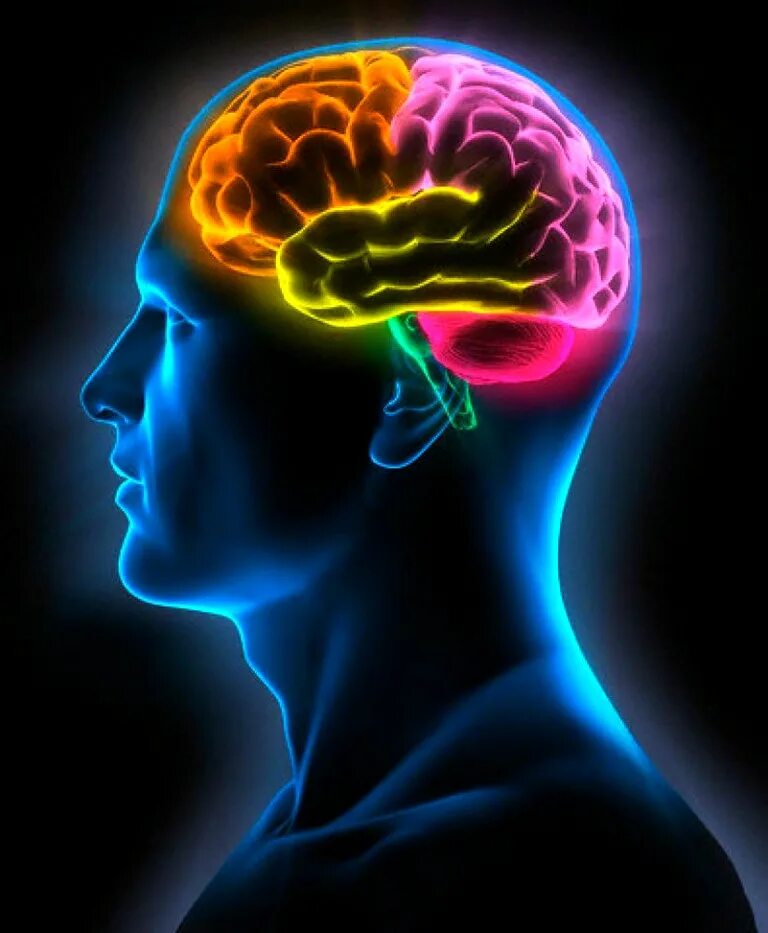 High brains. Память человека. Холодный мозг. Уникальные способности человека.