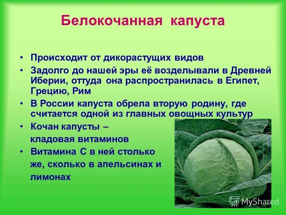 Почему капуста после. Капуста для презентации. Сообщение о капусте. Культурные растения капуста. Характеристика капусты.