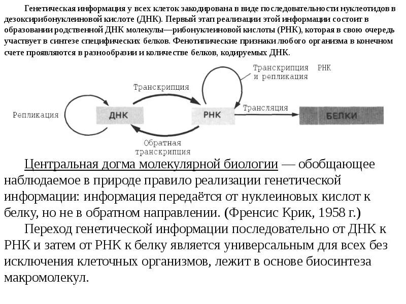 Реализация наследственной клетки. Центральная Догма молекулярной биологии Френсис крик. Генетическая информация.