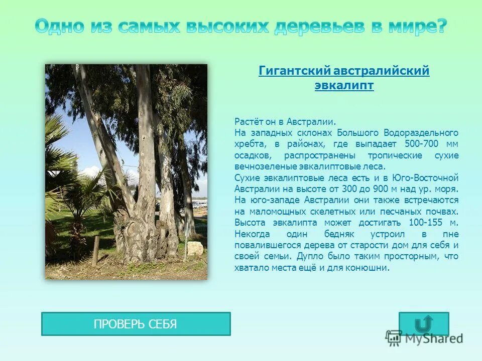 какие растения растут в постоянно влажных лесах австралии. самое распространенное дерево в австралии. растительный мир австрии. эвкалипт для детей. самые распространенные деревья в австралии.