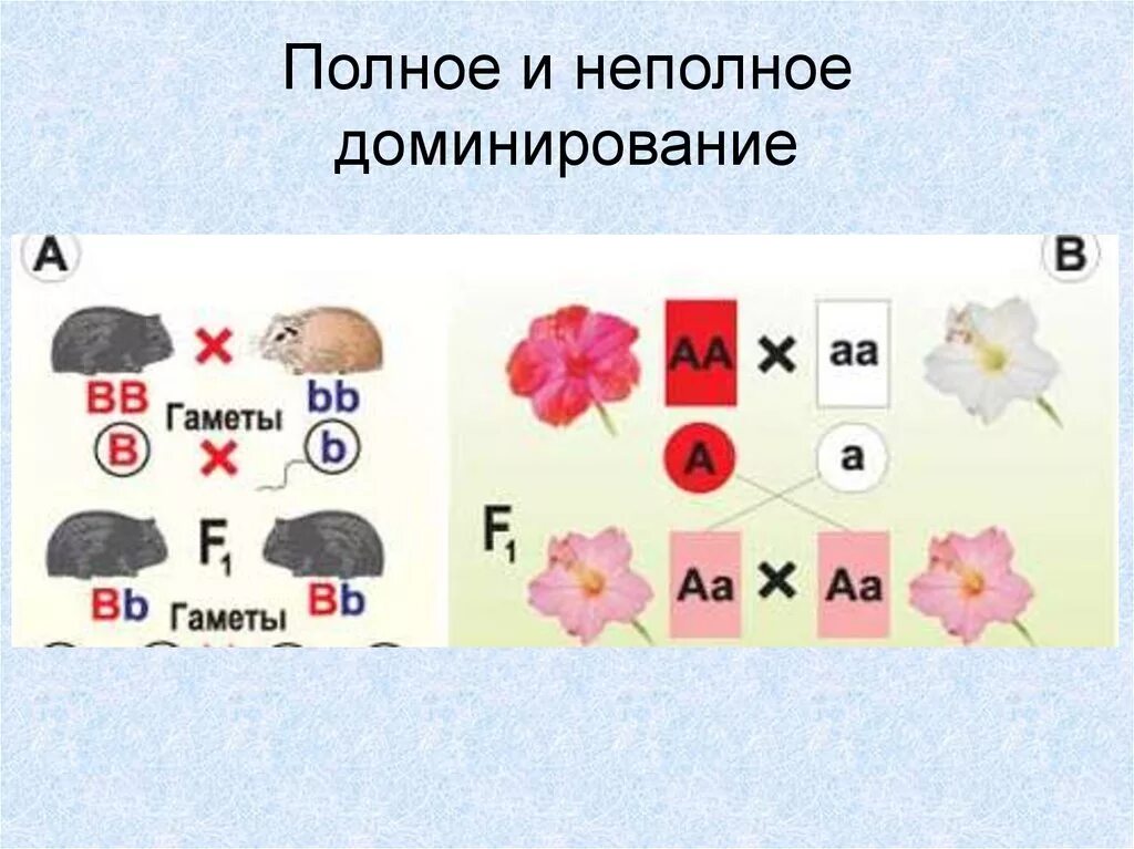 Полное доминирование мужчин. Полное и неполное доминирование. Полное неполное доминир. Полное доминирование и неполное доминирование. Полное доминирование генетика.