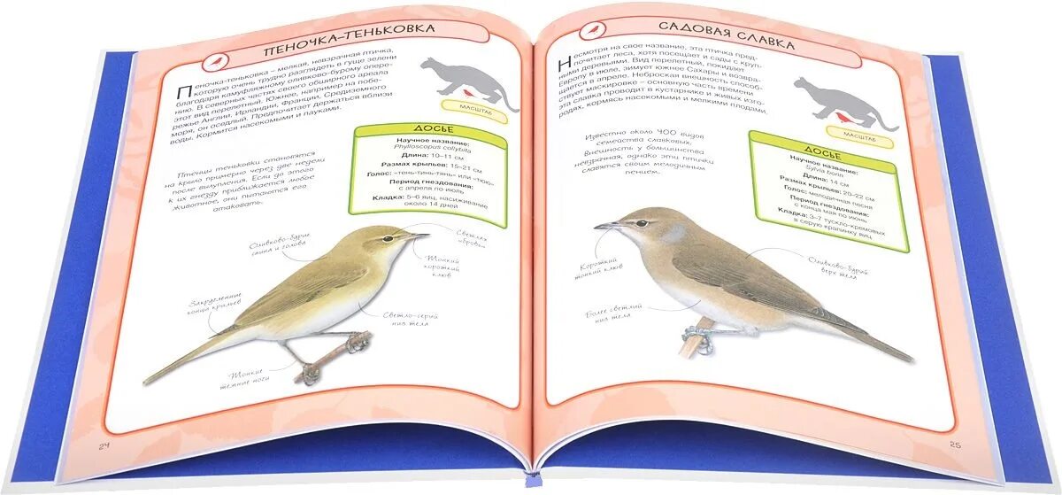 Птицы : 50 шагов в мир знаний : практическая энциклопедия. Практическая энциклопедия птицы. Птицы. Энциклопедия.