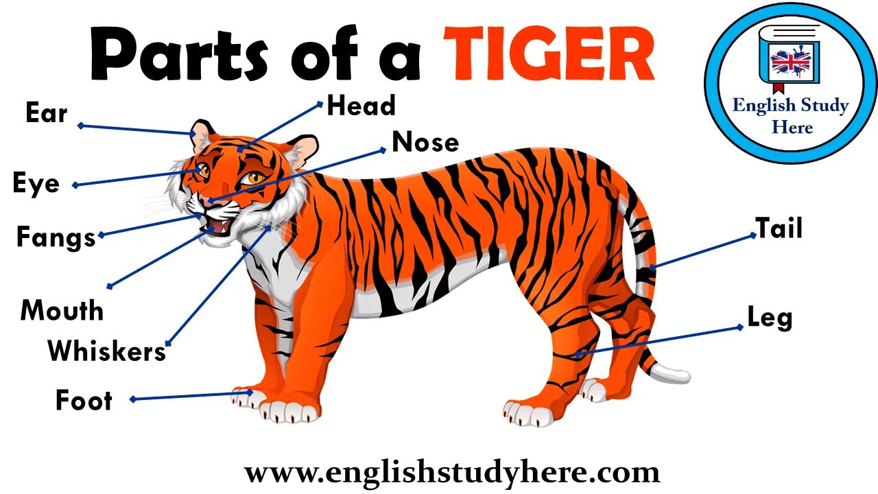 Английский 5 класс описать животных. Части тела животных на англ. Части тела животного на английском языке. Тигр части тела. Тигр на английском языке.