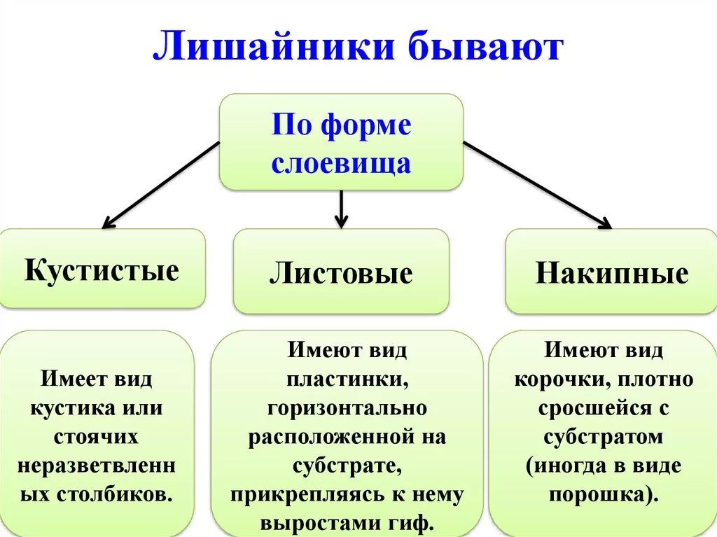 2 типа лишайников. Форма слоевища лишайников 5 класс. Схема классификация лишайников. Форма слоевища лишайников схема 5 класс биология. Формы лишайников 5 класс биология таблица.