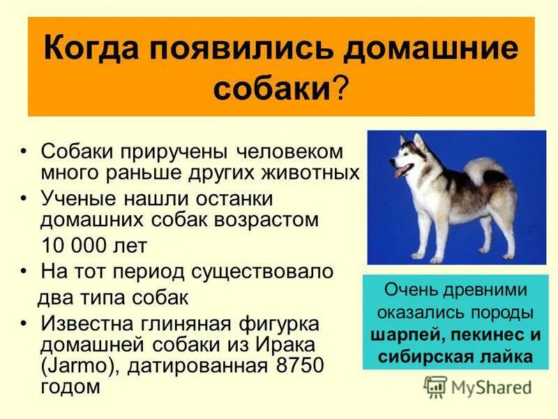 Происхождение собак. Как произошли породы собак. Когда появились собаки. Происхождение домашней собаки. Откуда появилась порода