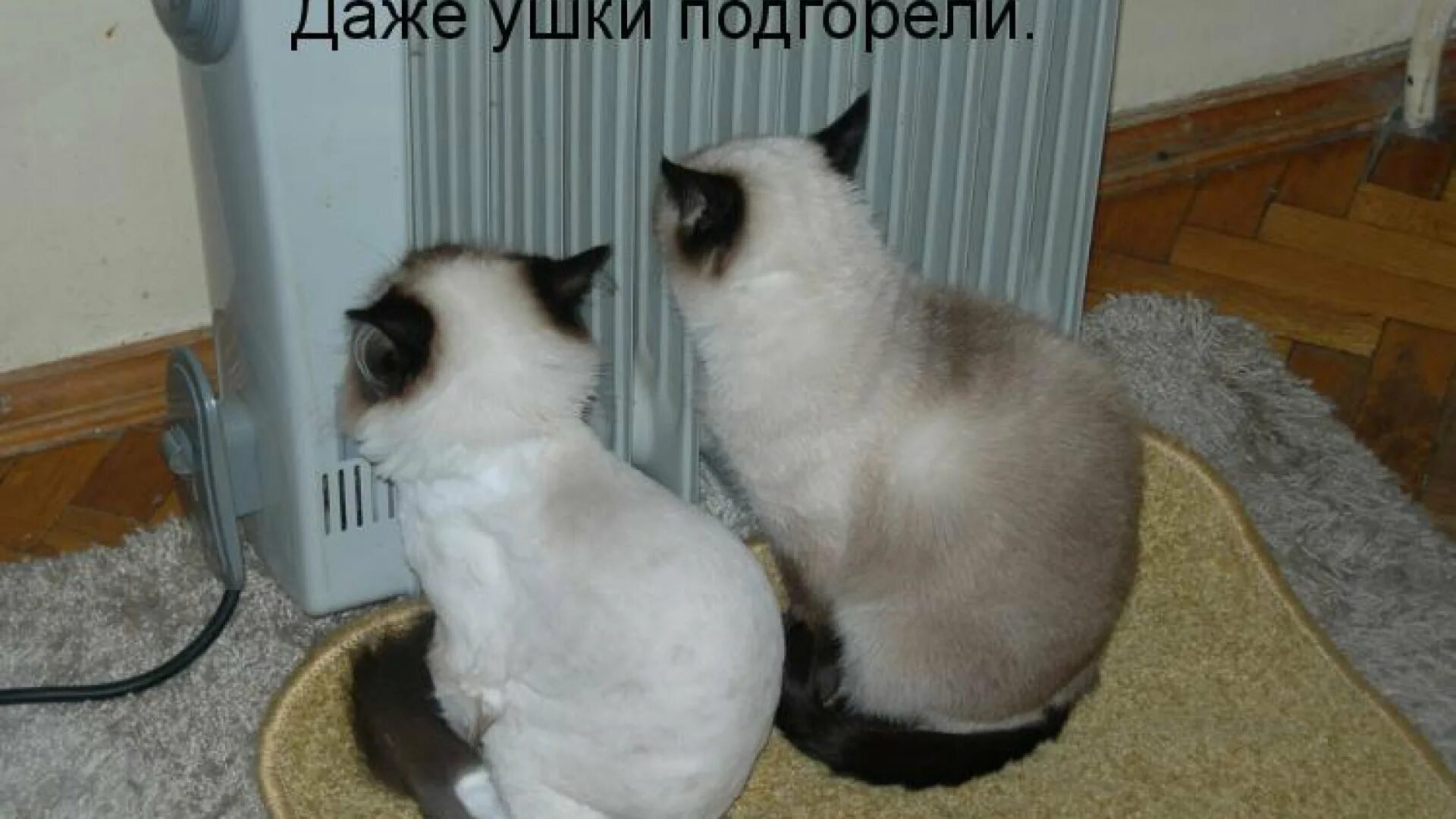 Приколы с котами до слез с надписями