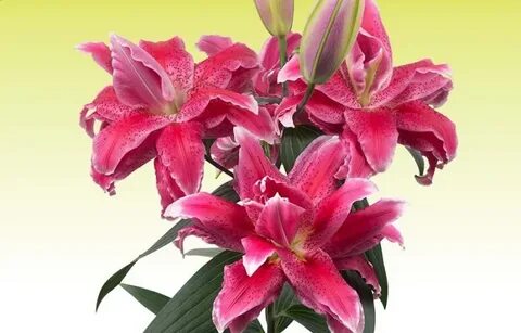 Лилия roselily