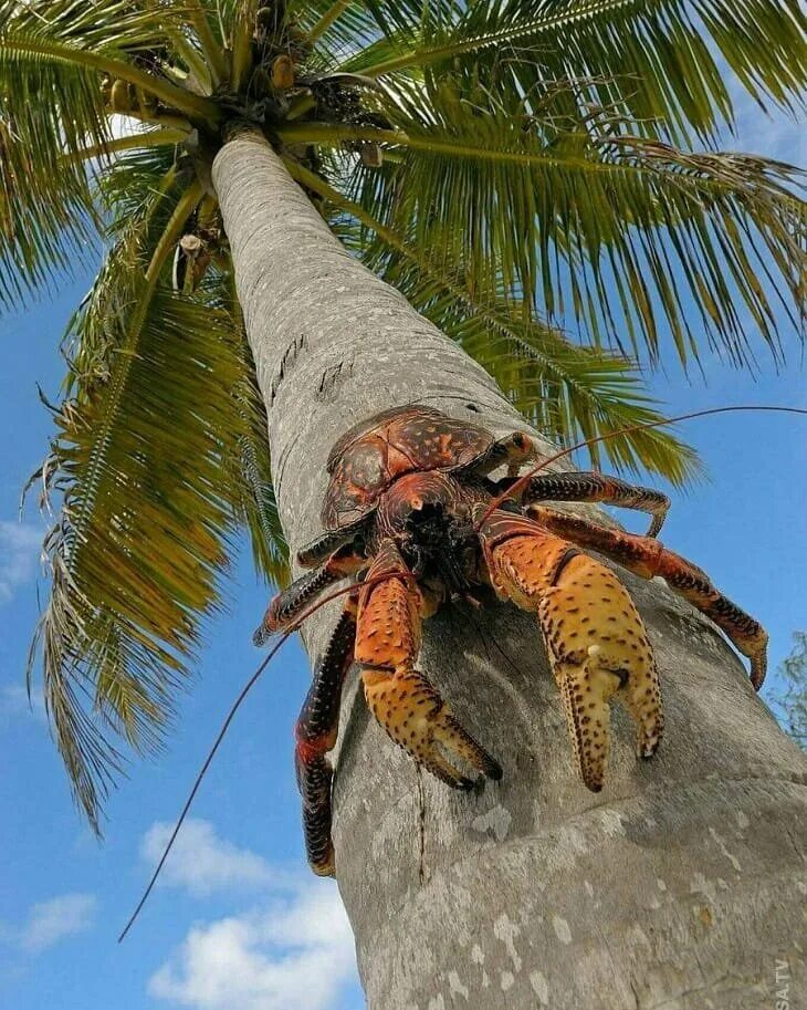 А пальмой краб сидит. Кокосовый паук.