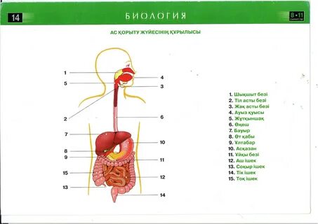Сперматозоидтер порно фильмдер