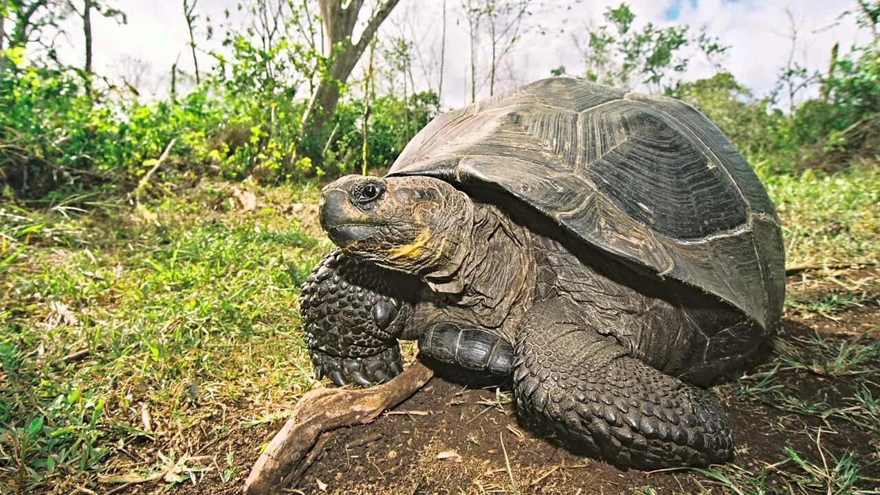 Черепашка Уругвай. Перуанские черепахи. Galapagos Tortoise. Giant Tortoise lifespan.