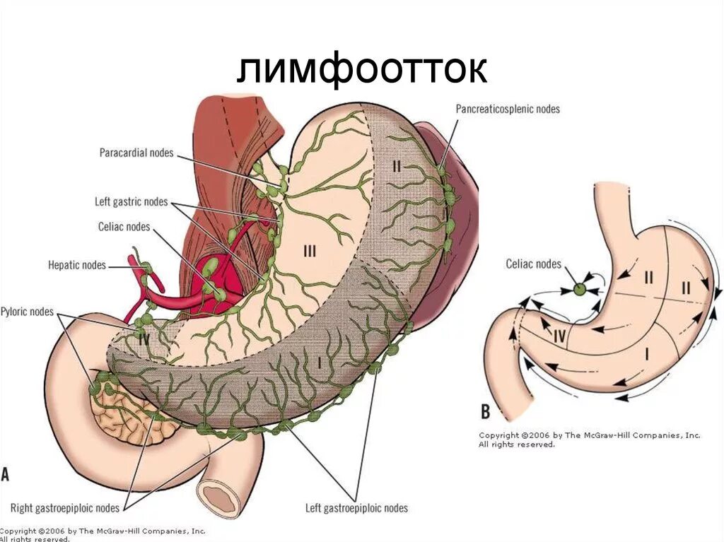 Лимфоузел надпочечнике. Лимфатическая система желудка схема. Лимфатический отток от желудка. Лимфоотток поджелудочной железы. Региональные лимфатические узлы двенадцатиперстной кишки.