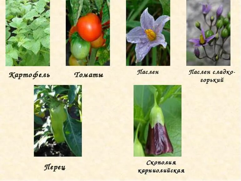 Система пасленовых. Семейство пасленовые представители. двудольные растения пасленовые. представители пасленовых растений. после новые представители.